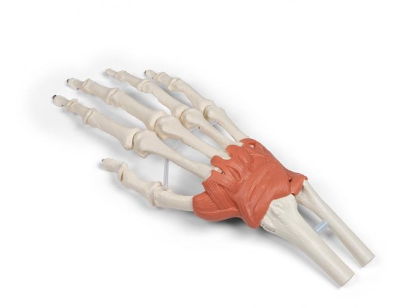 Hand en Pols Skeletmodel met Ligamenten