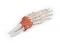 Hand en Pols Skeletmodel met Ligamenten