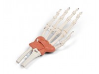 Hand en Pols Skeletmodel met Ligamenten