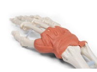 Hand en Pols Skeletmodel met Ligamenten