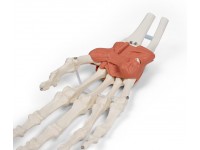 Hand en Pols Skeletmodel met Ligamenten