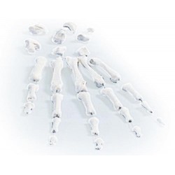 Handskelet Model, losse botten Handskelet Model, losse botten