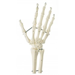 Flexibel Handskelet Model Flexibel Handskelet Model