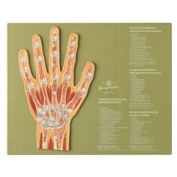 Sagittale Doorsnede Hand