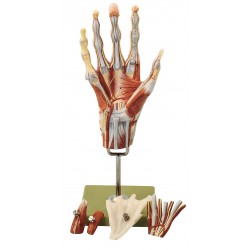 Spiermodel Hand