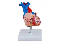 Anatomie Model Hart, Budget