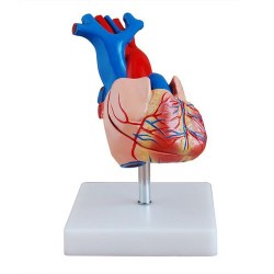 Anatomie Model Hart, Budget
