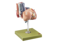 Vergroot Hartmodel Met Trachea en Slokdarm (5-delig) Vergroot Hartmodel Met Trachea en Slokdarm (5-delig)