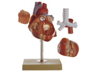 Vergroot Hartmodel Met Trachea en Slokdarm (5-delig) Vergroot Hartmodel Met Trachea en Slokdarm (5-delig)