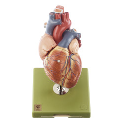 Vergroot Hartmodel Met Trachea en Slokdarm (5-delig)