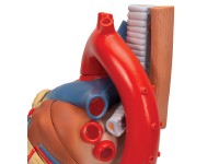 Anatomisch Hartmodel 7-delig