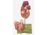 Anatomisch Model Hart