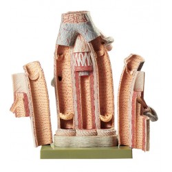 Model Structuur Slagader en Aders