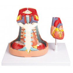Mediastinum Model