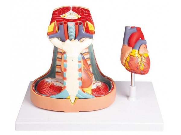 Mediastinum Model