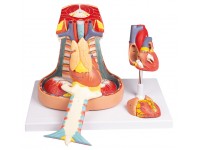 Mediastinum Model