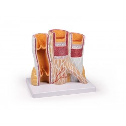 Slagader en Ader Model, 20 x vergroot Slagader en Ader Model, 20 x vergroot