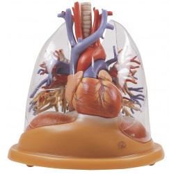 Tafelmodel Hart & Longen