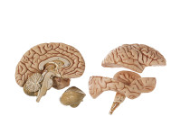 Anatomie Model Hersenen, 4-delig Anatomie Model Hersenen, 4-delig