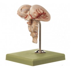 Anatomisch Model Medulla (2-delig)