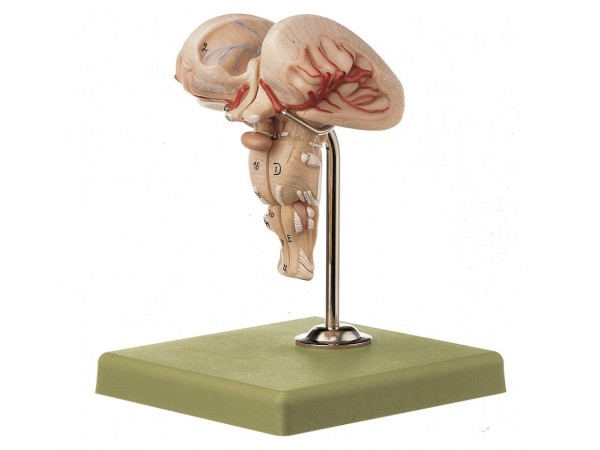 Anatomisch Model Medulla (2-delig)