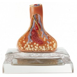 Anatomisch Model Synaps