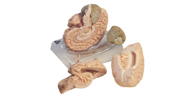 Anatomie Model Hersenen, 4-delig