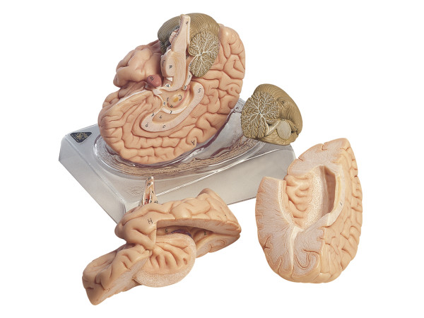 Anatomie Model Hersenen, 4-delig Anatomie Model Hersenen, 4-delig