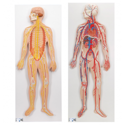 Anatomie Set Zenuw- en Bloedsomloopsysteem Anatomie Set Zenuw- en Bloedsomloopsysteem