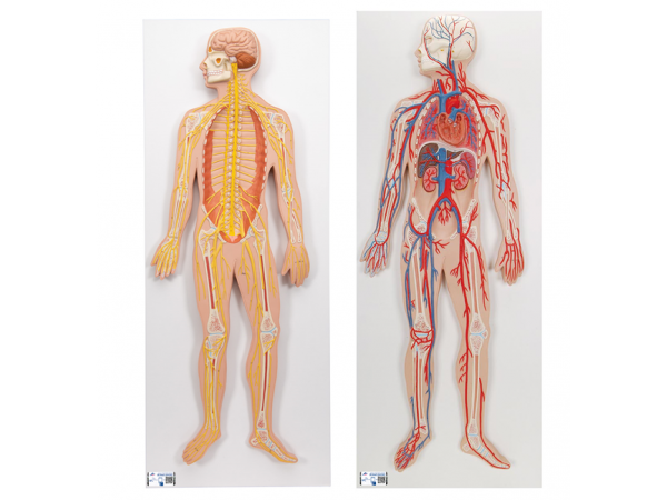 Anatomie Set Zenuw- en Bloedsomloopsysteem