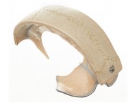 Anatomisch Model Hersenvlies