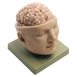 Anatomisch Model Schedel met Hersenen