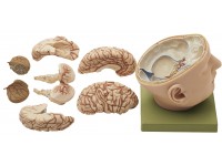 Anatomisch Model Schedel met Hersenen