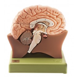 Half Hersenmodel, 4-delig