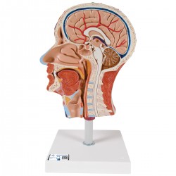 Half Hoofd met spieren