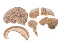 Hersenmodel met Dura Mater, 6-delig