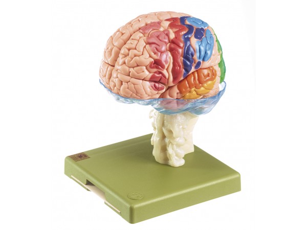 Hersenmodel met cytoachitecturale markering, 15-delig