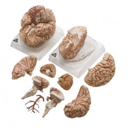 Model Hersenen met Slagaders, 9-delig