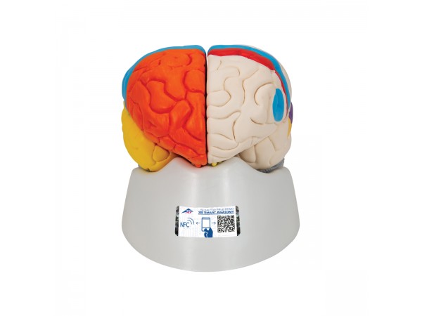 Neuro-anatomisch model Hersenen