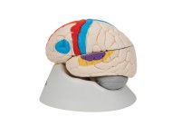 Neuro-anatomisch model Hersenen