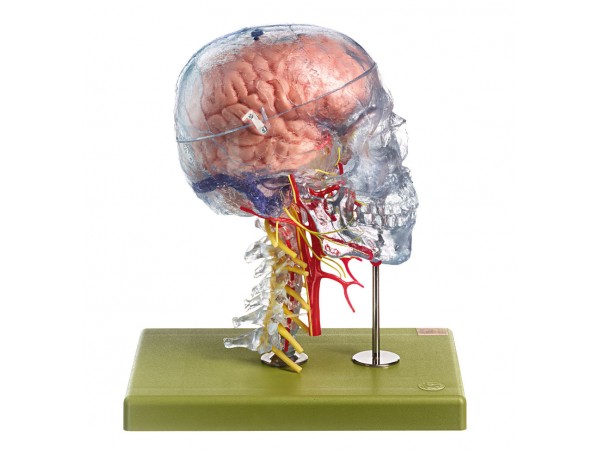 Neuroanatomie Hoofd Model