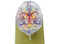 Neuroanatomie Hoofd Model