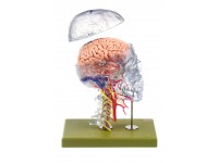 Neuroanatomie Hoofd Model