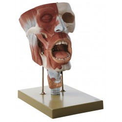 Neusholtes, Mond en Keel met Strottenhoofd Model