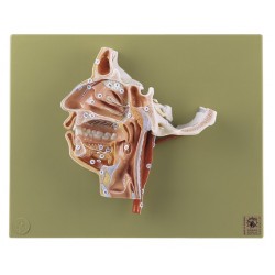 Anatomie Model Doorsnede Hoofd