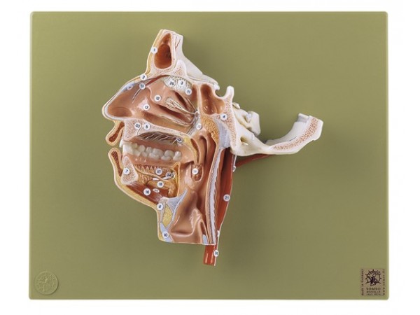 Anatomie Model Doorsnede Hoofd