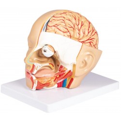 Anatomie Model Hoofd, 4-delig