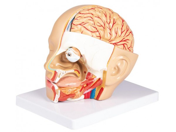 Anatomie Model Hoofd, 4-delig