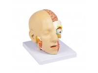 Anatomie Model Hoofd, 4-delig