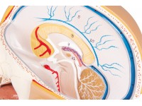 Anatomie Model Hoofd, 4-delig